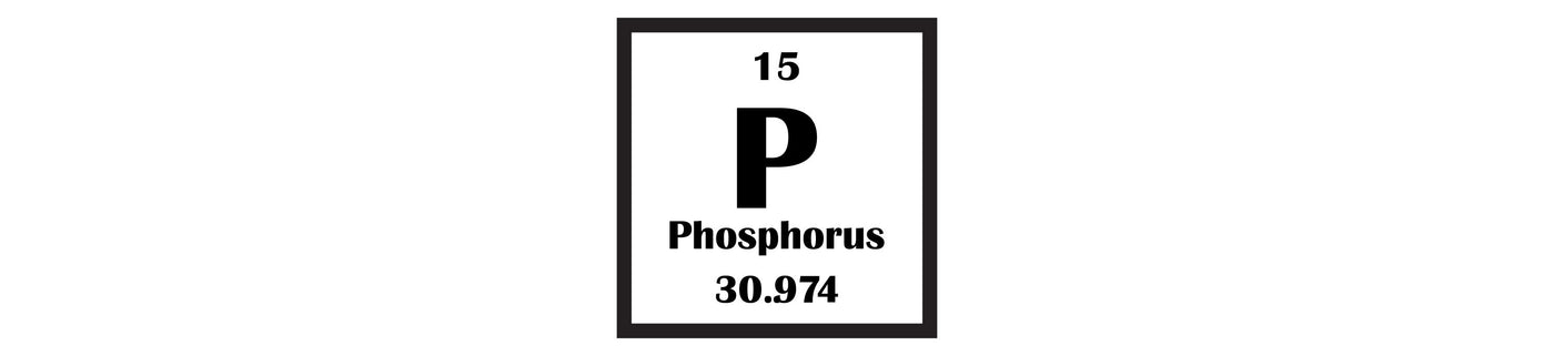 Phosphorus: The Nutrient We Should Talk About More For Healthy Ageing