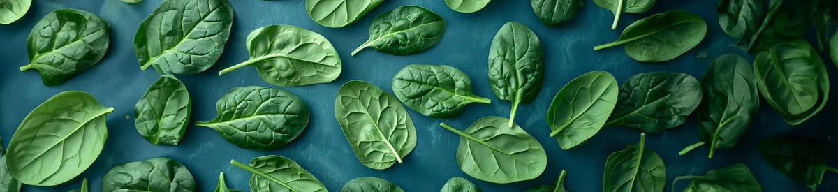 Spinach Nutrition: Health Benefits, Uses and Why It’s Great for Healthy Aging